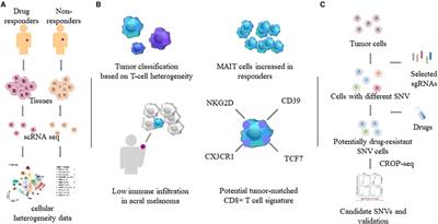 Research Progress of Cell Lineage Tracing and Single-Cell Sequencing Technology in Malignant Skin Tumors